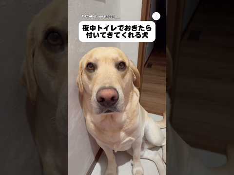 夜中トイレに行くと付いてくるママが大好きな犬　ラブラドールレトリバー 大型犬　犬　かわいい犬 癒し サムネイル
