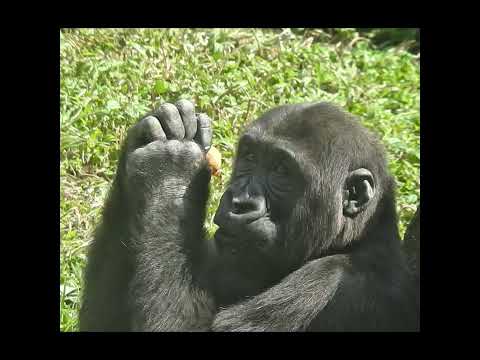 little gorilla Ringo 4y6m old shorts. R吃 地瓜 12-24 サムネイル
