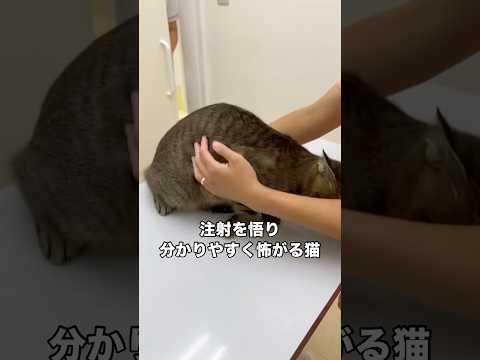 注射を怖がるにゃんこのお手本かと突っ込みたくなるくらい典型的な怖がり方をする愛猫 ベンガル 猫 注射 キジトラ サムネイル