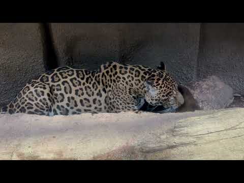 ソルくん 吠えながら切り株ベロベロ😅　ジャガー　那須どうぶつ王国にて　2026年1月11日 サムネイル