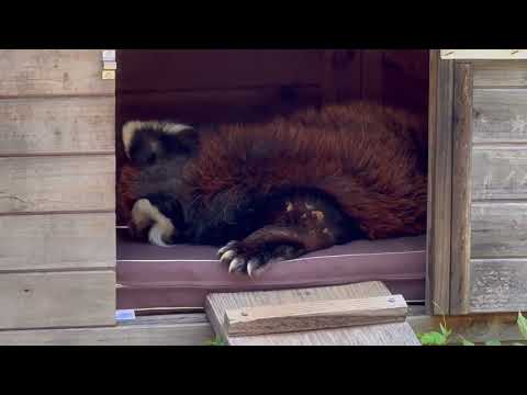 風太くん おやすみ💤中〜　レッサーパンダ　千葉市動物公園にて　2026年5月9日