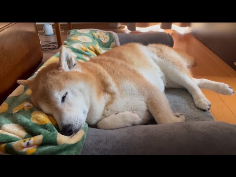 柴犬福 朝寝坊柴犬🤣Shiba-Sleep🤩 サムネイル