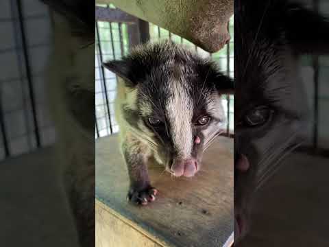 飼育員に撫でられるのが大好きなハクビシン♫shorts ハクビシン 動物園
