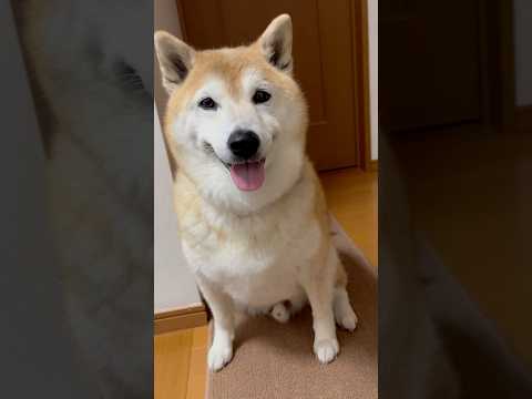柴犬福 母に交渉し返事もする柴犬🤣Mother's boy🤣shorts 柴犬 japanesedog shibain…