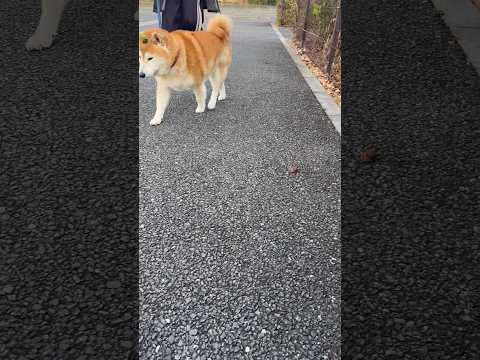 柴犬福 兄に呼ばれた時の柴犬🤣Brother and Shiba🤣shorts funny 柴犬 shibainu f… サムネイル