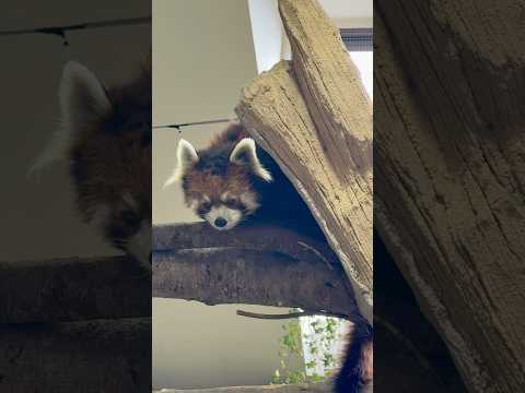 shorts 上から覗く栄栄(ロンロン)さん☺️ レッサーパンダ　那須どうぶつ王国にて　2026年1月11日 サムネイル