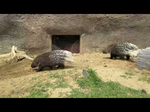 モクくんとレンくんが起きているの初めて見た！！アフリカタテガミヤマアラシ　千葉市動物公園にて　2026年5月9日