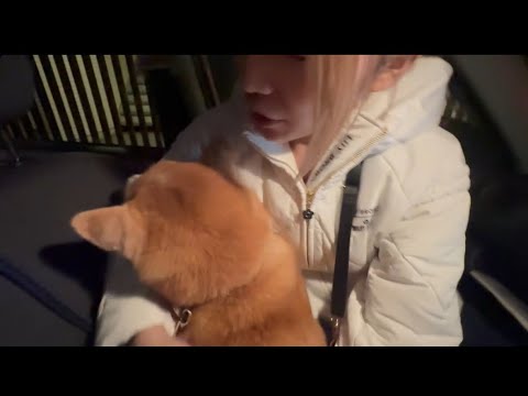 柴犬福 数日離れる姉と柴犬の渾身の別れで、ワニの自覚と言われちゃう柴犬🤣Sister and Shiba🤣 サムネイル