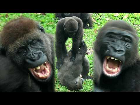 Jabali spun around to shake Ringo off his back金剛猩猩Jabali快速旋…