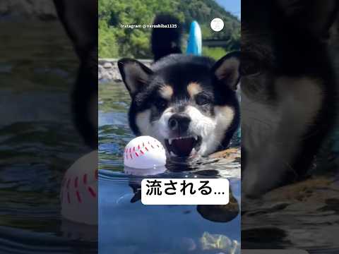 流される…大好きなボールを見つめる柴犬　柴犬　黒柴　犬　面白い　犬のいる暮らし サムネイル