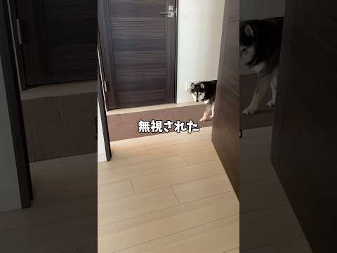 飼い主の誤解を解くべく説明責任を果たす黒柴🤔 サムネイル