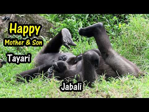 Precious Moment btwn Mom Gorilla & her son,Tayari,Jabali金剛猩…