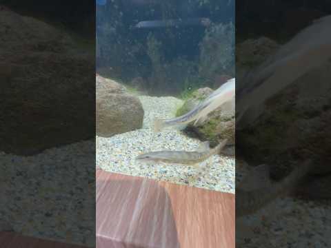 shorts フクドジョウ　どぜうを好きにきみもなろう！山梨県立富士湧水の里水族館にて　2026年2月21日 サムネイル