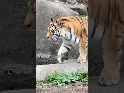 shorts 動く動く❣️サーシャちゃん　アムールトラ🐯　浜松市動物園　2026年4月5日 サムネイル