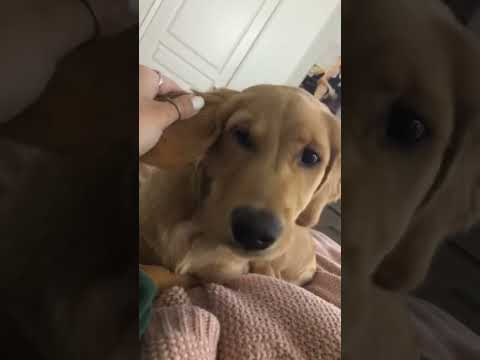 coming home to my golden retriever❤️india retreiver dog pup… サムネイル