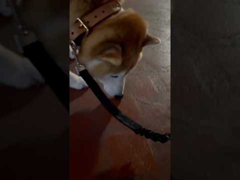 柴犬福 兄より地面な柴犬🤣Brother and Shiba🤣shorts japanesedog 柴犬 shibai… サムネイル
