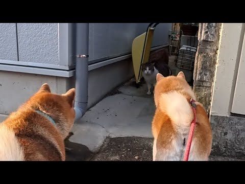 ウラニワトップ会談開催 サムネイル