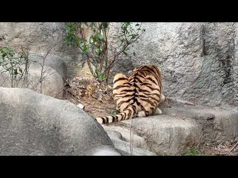 牛骨とローラーさん　アムールトラ　浜松市動物園にて　2026年2月14日 サムネイル