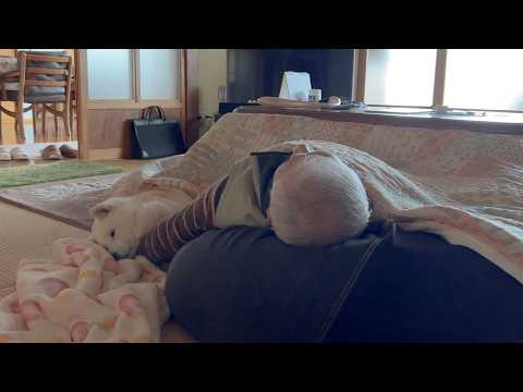 寄り添い合って寝る柴犬とじいちゃんが最高に可愛すぎました。 サムネイル