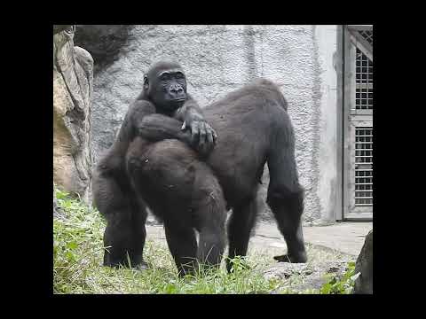 gorilla Iriki mom 15y old & son Ringo 4y7m old shorts .R扶I背… サムネイル