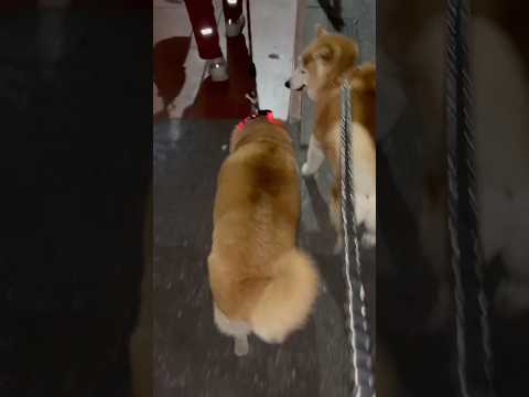 柴犬福 先輩柴と衝突してしまう柴犬😂Shiba-Friend🤣shorts 柴犬 japanesedog shibai… サムネイル
