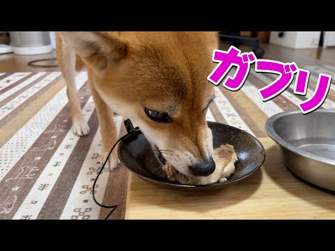 でっかいチキンにかぶりつき！ASMR 柴犬小夏　後半、小夏水彩 サムネイル