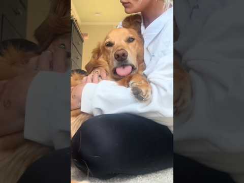 coming home to my golden retriever🥵 goldenretreiver dog ind… サムネイル