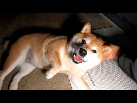 パニックになっている柴犬を寝床に押し込むクエスト サムネイル