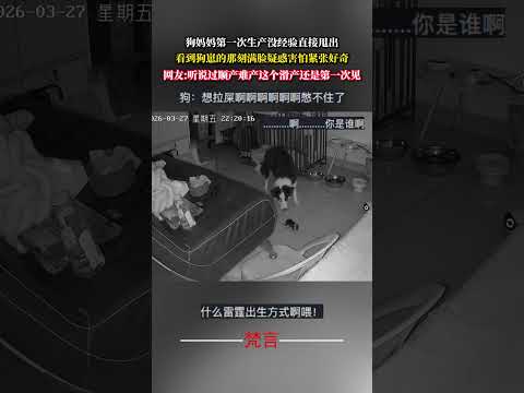 狗媽媽第一次生產沒經驗直接甩出 看到狗崽的那刻滿臉疑惑害怕緊張好奇 狗狗 邊牧 萬萬沒想到 有趣 搞笑 萌寵 dog… サムネイル