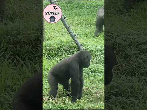 Gorilla Ringo building a big nest gorillatag taipeizoo 金剛猩猩… サムネイル
