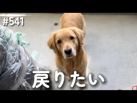 すぐ飽きるモンちゃん【ゴールデンレトリバー】