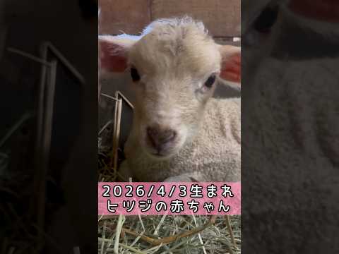 ヒツジの赤ちゃん 東武動物公園 動物 癒し 動物園 かわいい animals zoo ヒツジ 赤ちゃん