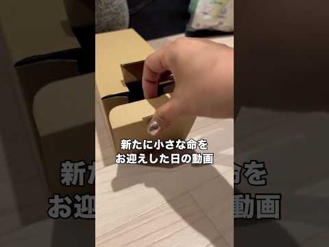 新たに小さな命を我が家にお迎えした時。 セキセイインコ インコ ルチノー 鳥 サムネイル