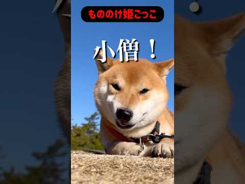 柴犬とん君、実写版モロいけるんちゃう？　柴犬　柴犬とん サムネイル