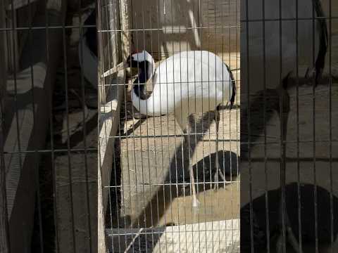 shorts タンチョウさん　東山動植物園にて　2026年3月14日