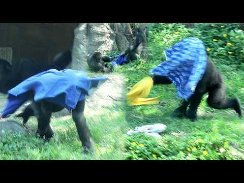 Jabali and Ringo are having fun playing with the clothes金剛猩… サムネイル