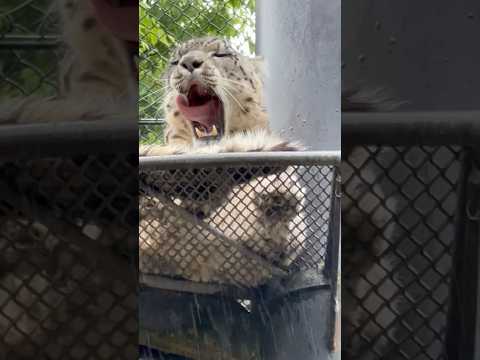 shorts クワぁ〜っとリヒトくん　ユキヒョウ　　大森山動物園にて　2026年5月21日 サムネイル