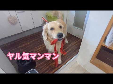 飼い主よりやる気マンマンな犬。ゴールデンレトリバーティト サムネイル