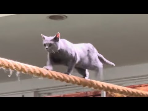 ワカバちゃんの綱渡り！なかなか見れない猫によるショー ザ・キャッツ　那須どうぶつ王国にて　2026年3月1日