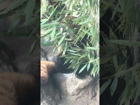 shorts 初めましてランマルくん　レッサーパンダ　浜松市動物園　2026年2月14日　IMG 8469 サムネイル