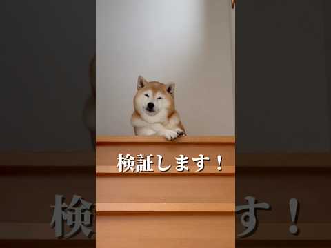 柴犬福 姉の声で兄が帰宅した時の柴犬🤣Brother and Shiba🤣兄と柴 shorts japanesedog… サムネイル