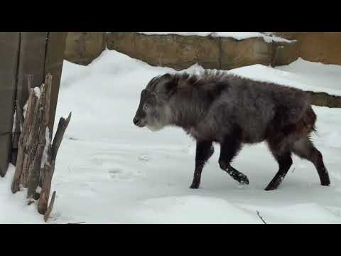 担当飼育員さんを見つめるミカゲくん　ニホンカモシカ　那須どうぶつ王国にて　2026年1月9日 サムネイル