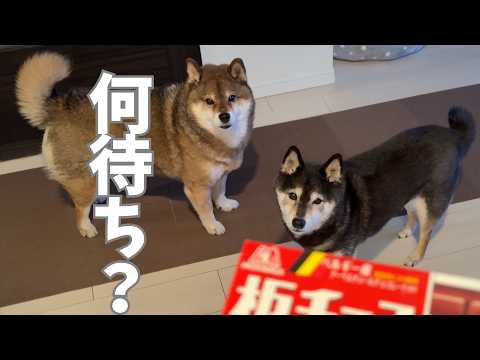 柴犬12歳のがいつも期待していること サムネイル