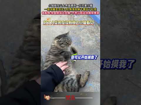 小姐姐在山上寺廟遇到一隻可愛小貓 一路領著走到無人的角落就躺下露出了肚皮 貓 可愛 有趣 意外 萌寵 cat cute… サムネイル