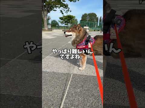 【久々の一緒？】柴犬2頭が別々に散歩へ行ってる理由