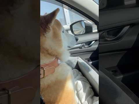 柴犬福 兄より曲に集中する柴犬🤣Shiba-Drive🤣shorts funny 柴犬 shibainu funnyd… サムネイル