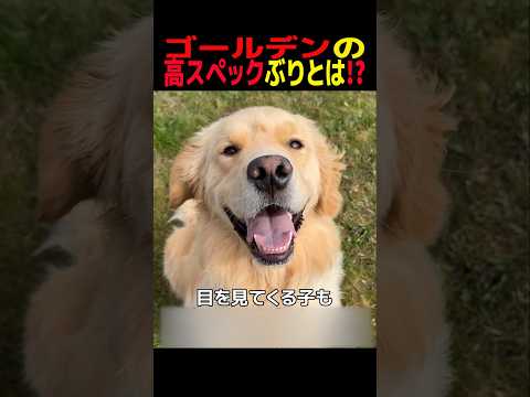 ゴールデンの高スペックぶりとは！？　ゴールデンレトリバー 笑える 癒し ゴールデンレトリバーのいる生活 大型犬のいる暮… サムネイル