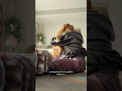 coming home to my golden retriever🥵 goldenretreiver dog ind… サムネイル