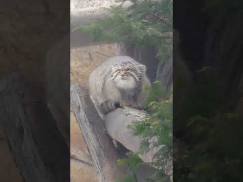 shorts まったりナゴムくん　那須どうぶつ王国 サムネイル