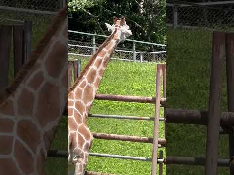 shorts キリンのコノカちゃんとシロオリックスのビビちゃん　千葉市動物公園にて　2026年5月9日